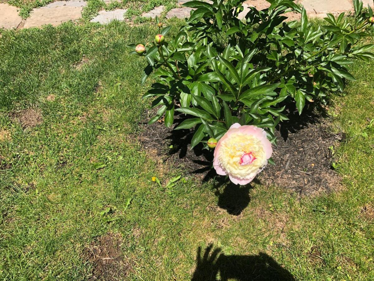 The Stella Rose B&B Wolfville Ngoại thất bức ảnh
